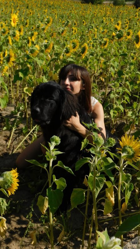 Фото: ньюфаундленд Прекрасная Патти (Prekrasnaya Patti), Мария Ермачкова