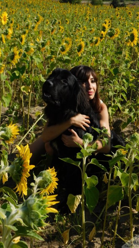 Фото: ньюфаундленд Прекрасная Патти (Prekrasnaya Patti), Мария Ермачкова