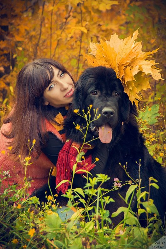 Фото: ньюфаундленд Прекрасная Патти (Prekrasnaya Patti), Мария Ермачкова