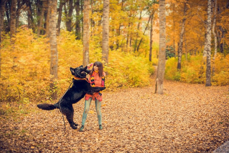 Фото: ньюфаундленд Прекрасная Патти (Prekrasnaya Patti), Мария Ермачкова