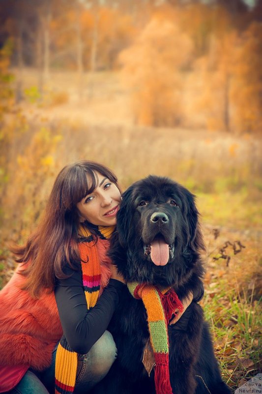 Фото: ньюфаундленд Прекрасная Патти (Prekrasnaya Patti), Мария Ермачкова