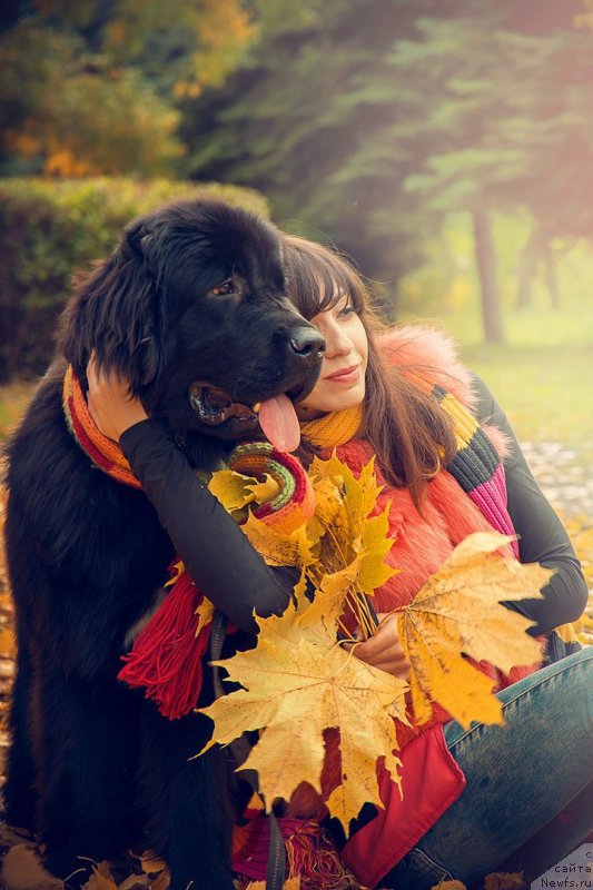 Фото: ньюфаундленд Прекрасная Патти (Prekrasnaya Patti), Мария Ермачкова