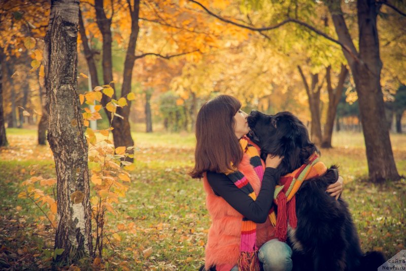 Фото: ньюфаундленд Прекрасная Патти (Prekrasnaya Patti), Мария Ермачкова