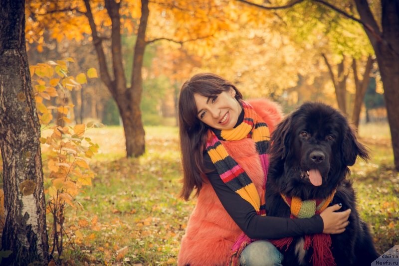 Фото: ньюфаундленд Прекрасная Патти (Prekrasnaya Patti), Мария Ермачкова