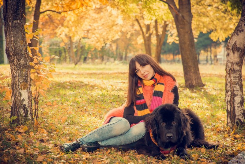 Фото: ньюфаундленд Прекрасная Патти (Prekrasnaya Patti), Мария Ермачкова