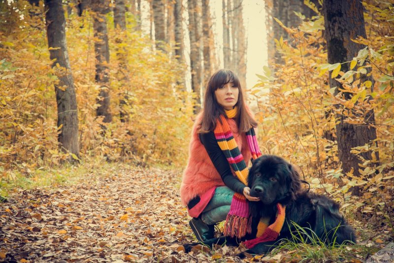 Фото: ньюфаундленд Прекрасная Патти (Prekrasnaya Patti), Мария Ермачкова