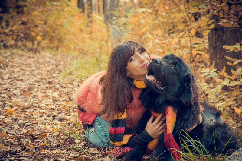 Фото: ньюфаундленд Прекрасная Патти (Prekrasnaya Patti), Мария Ермачкова