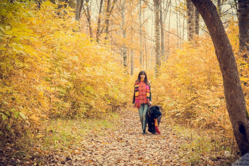 Фото: ньюфаундленд Прекрасная Патти (Prekrasnaya Patti), Мария Ермачкова