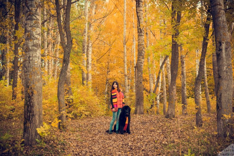 Фото: ньюфаундленд Прекрасная Патти (Prekrasnaya Patti), Мария Ермачкова