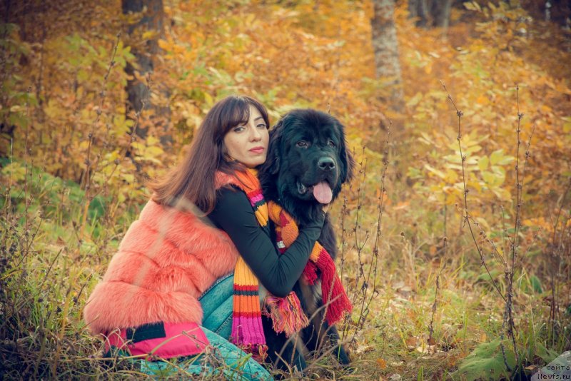 Фото: ньюфаундленд Прекрасная Патти (Prekrasnaya Patti), Мария Ермачкова