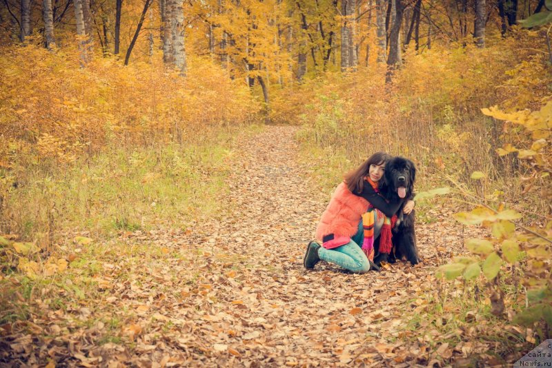 Фото: ньюфаундленд Прекрасная Патти (Prekrasnaya Patti), Мария Ермачкова