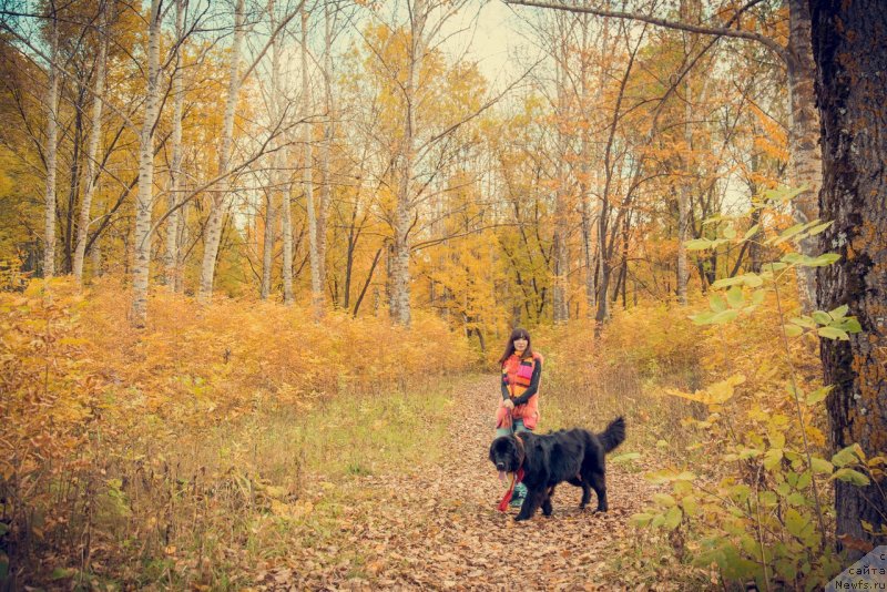 Фото: ньюфаундленд Прекрасная Патти (Prekrasnaya Patti), Мария Ермачкова