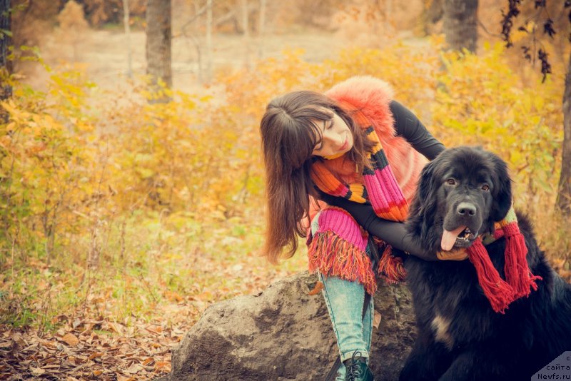 Фото: ньюфаундленд Прекрасная Патти (Prekrasnaya Patti), Мария Ермачкова