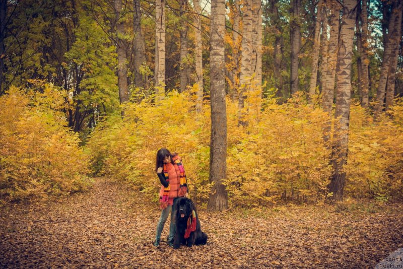 Фото: ньюфаундленд Прекрасная Патти (Prekrasnaya Patti), Мария Ермачкова
