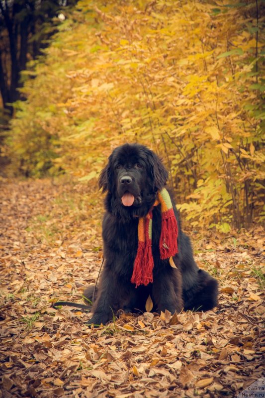 Фото: ньюфаундленд Прекрасная Патти (Prekrasnaya Patti)