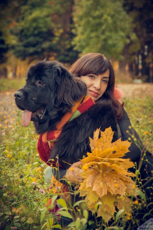 Фото: ньюфаундленд Прекрасная Патти (Prekrasnaya Patti), Мария Ермачкова