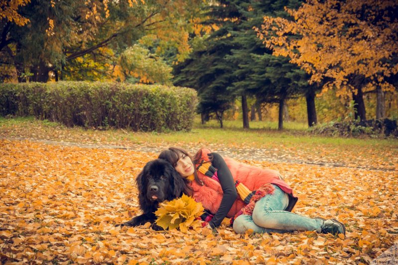 Фото: ньюфаундленд Прекрасная Патти (Prekrasnaya Patti), Мария Ермачкова