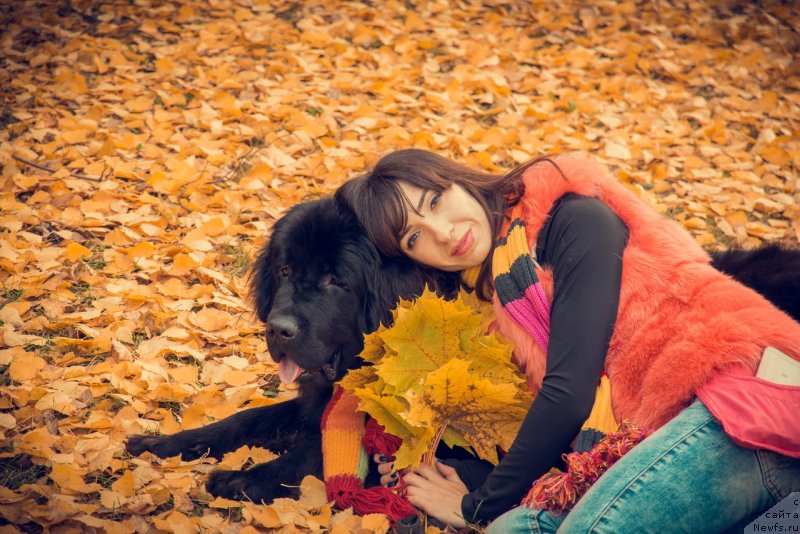Фото: ньюфаундленд Прекрасная Патти (Prekrasnaya Patti), Мария Ермачкова