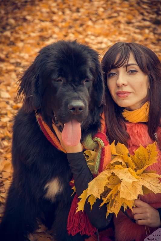 Фото: ньюфаундленд Прекрасная Патти (Prekrasnaya Patti), Мария Ермачкова