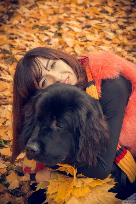 Фото: ньюфаундленд Прекрасная Патти (Prekrasnaya Patti), Мария Ермачкова