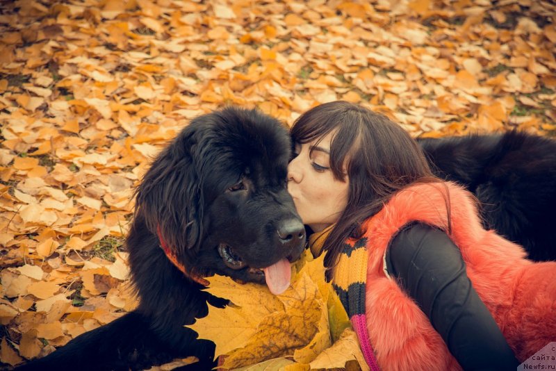 Фото: ньюфаундленд Прекрасная Патти (Prekrasnaya Patti), Мария Ермачкова