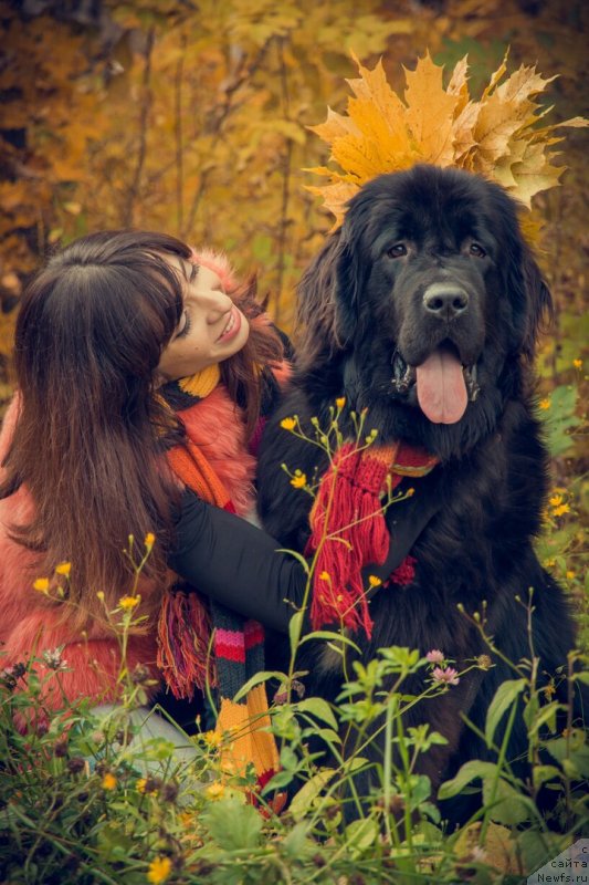Фото: ньюфаундленд Прекрасная Патти (Prekrasnaya Patti), Мария Ермачкова