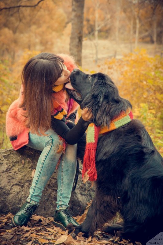 Фото: ньюфаундленд Прекрасная Патти (Prekrasnaya Patti), Мария Ермачкова