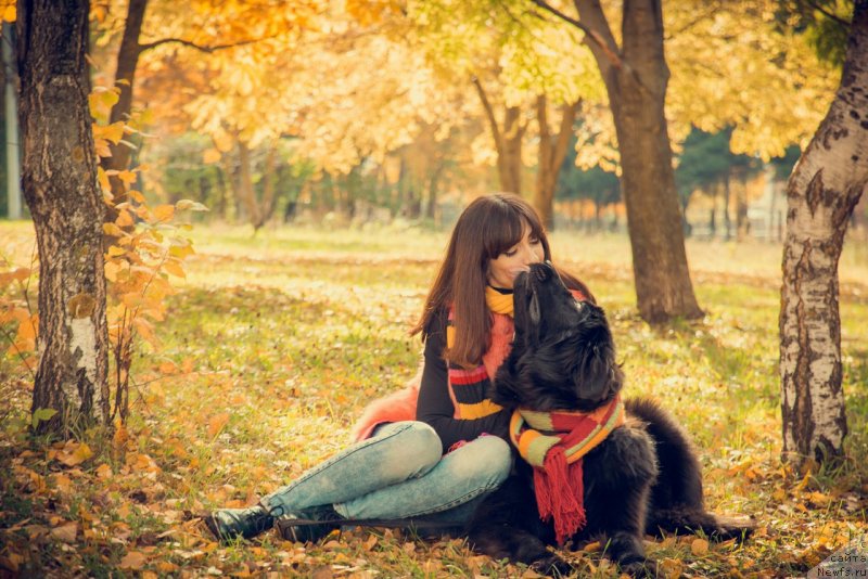 Фото: ньюфаундленд Прекрасная Патти (Prekrasnaya Patti), Мария Ермачкова