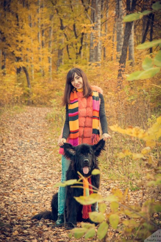 Фото: ньюфаундленд Прекрасная Патти (Prekrasnaya Patti), Мария Ермачкова