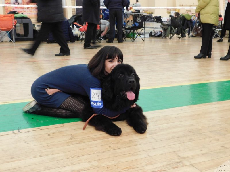 Фото: ньюфаундленд Прекрасная Патти (Prekrasnaya Patti), Мария Ермачкова