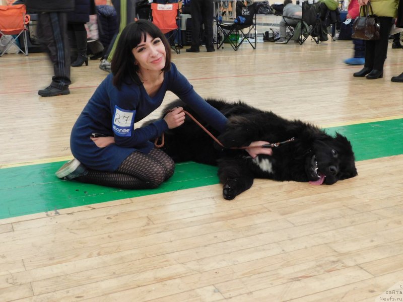 Фото: ньюфаундленд Прекрасная Патти (Prekrasnaya Patti), Мария Ермачкова