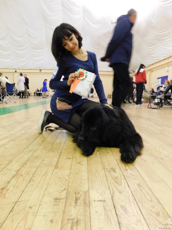 Фото: ньюфаундленд Прекрасная Патти (Prekrasnaya Patti), Мария Ермачкова