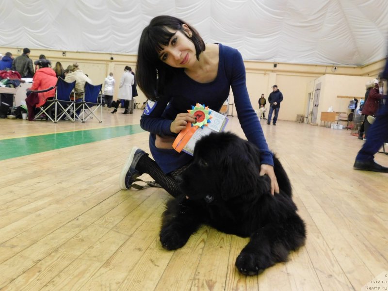 Фото: ньюфаундленд Прекрасная Патти (Prekrasnaya Patti), Мария Ермачкова