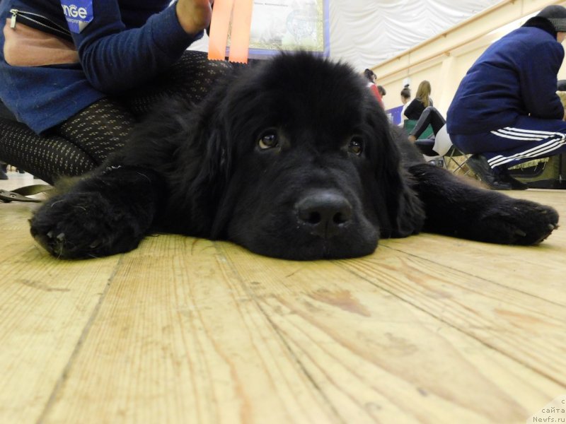 Фото: ньюфаундленд Прекрасная Патти (Prekrasnaya Patti), Мария Ермачкова