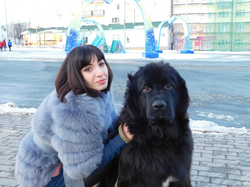 Фото: ньюфаундленд Прекрасная Патти (Prekrasnaya Patti), Мария Ермачкова