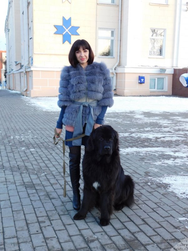 Фото: ньюфаундленд Прекрасная Патти (Prekrasnaya Patti), Мария Ермачкова