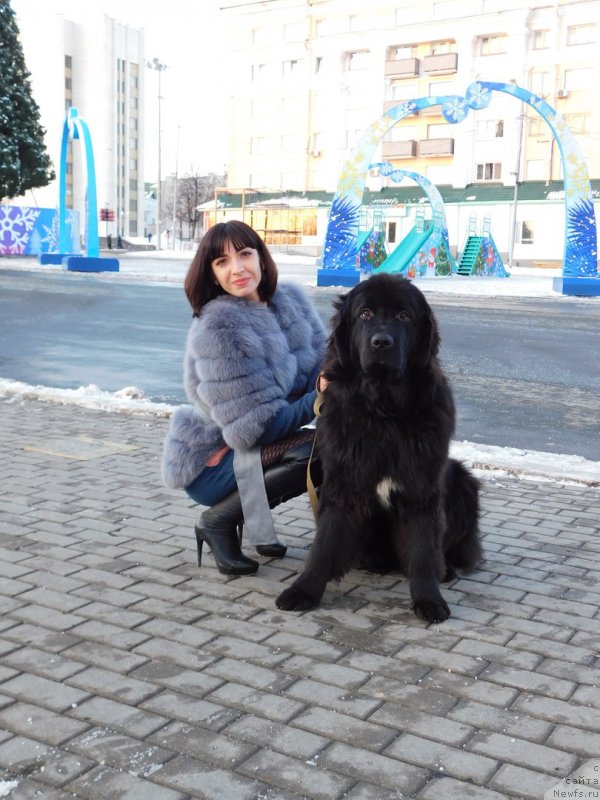 Фото: ньюфаундленд Прекрасная Патти (Prekrasnaya Patti), Мария Ермачкова