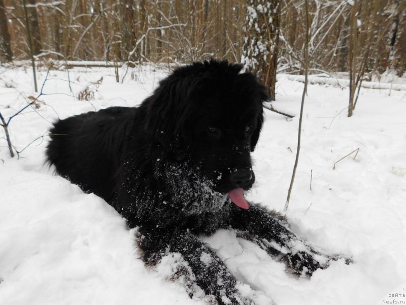 Фото: ньюфаундленд Прекрасная Патти (Prekrasnaya Patti), Мария Ермачкова