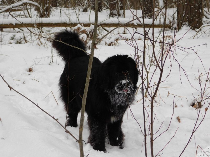 Фото: ньюфаундленд Прекрасная Патти (Prekrasnaya Patti), Мария Ермачкова