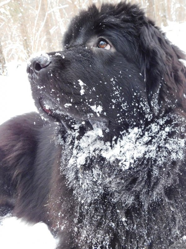 Фото: ньюфаундленд Прекрасная Патти (Prekrasnaya Patti)