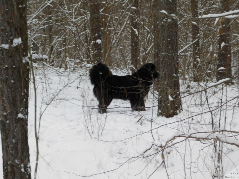 Фото: ньюфаундленд Прекрасная Патти (Prekrasnaya Patti)
