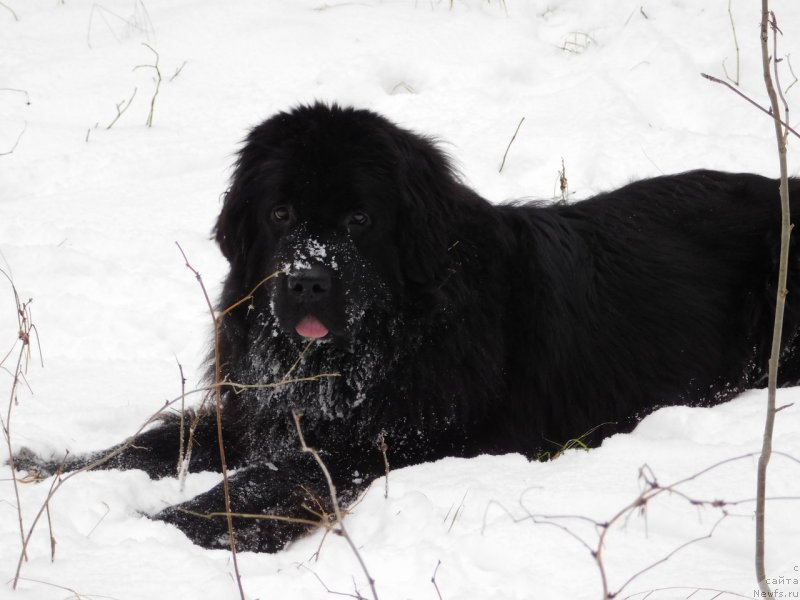 Фото: ньюфаундленд Прекрасная Патти (Prekrasnaya Patti)