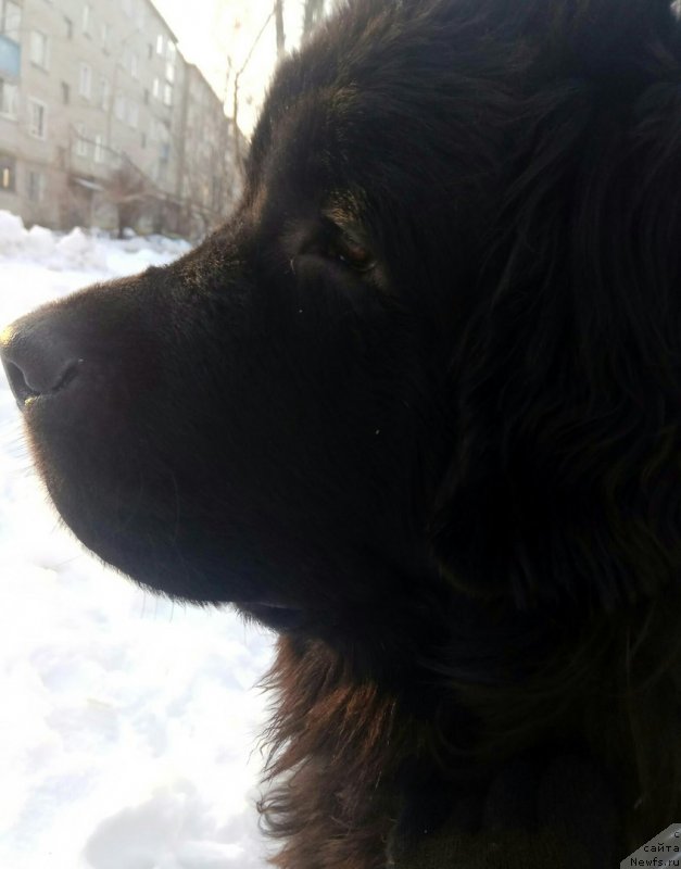 Фото: ньюфаундленд Прекрасная Патти (Prekrasnaya Patti), Мария Ермачкова