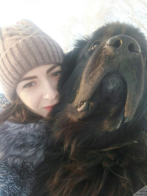 Фото: ньюфаундленд Прекрасная Патти (Prekrasnaya Patti), Мария Ермачкова