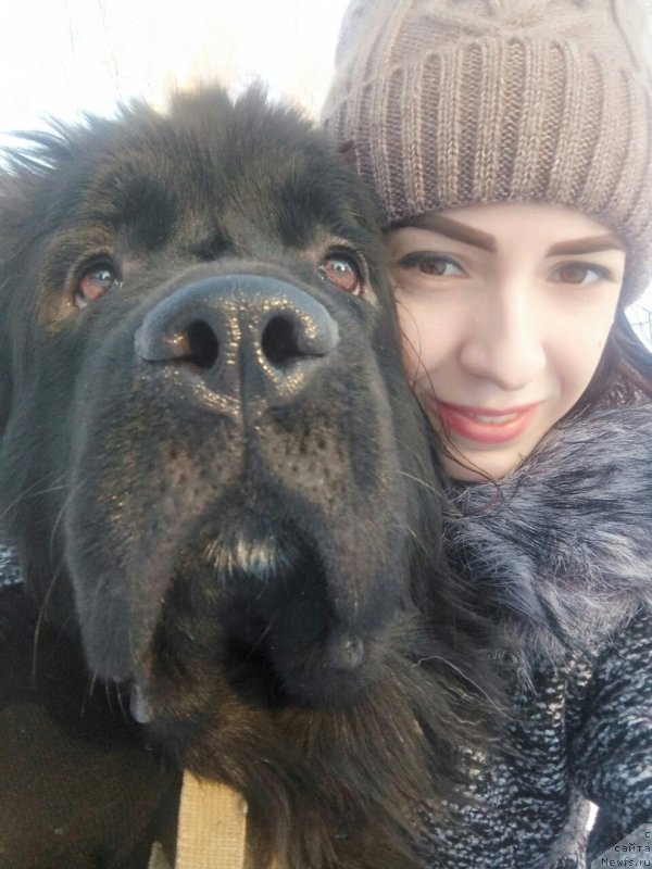 Фото: ньюфаундленд Прекрасная Патти (Prekrasnaya Patti), Мария Ермачкова