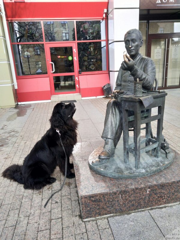 Фото: ньюфаундленд Прекрасная Патти (Prekrasnaya Patti)