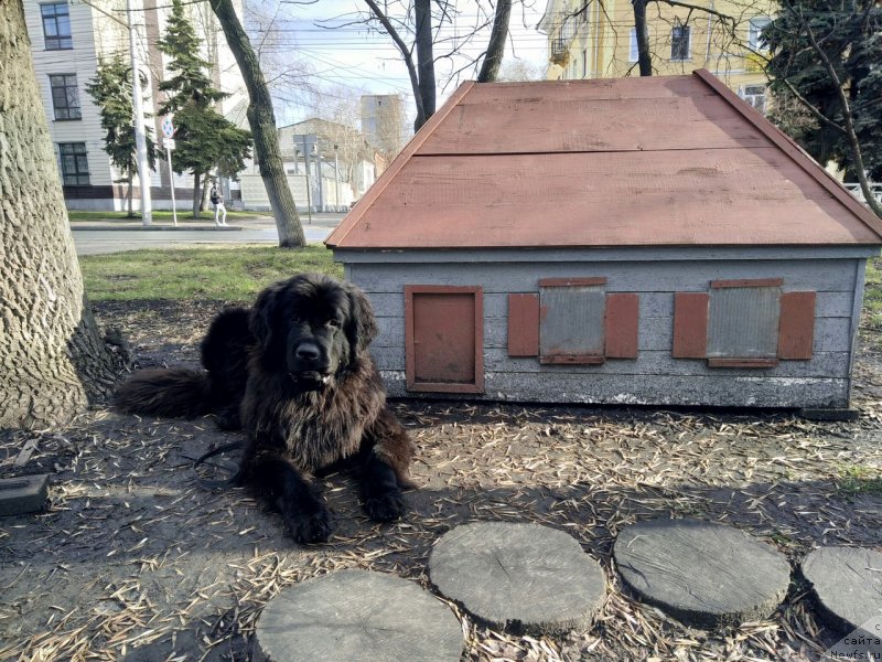 Фото: ньюфаундленд Прекрасная Патти (Prekrasnaya Patti)