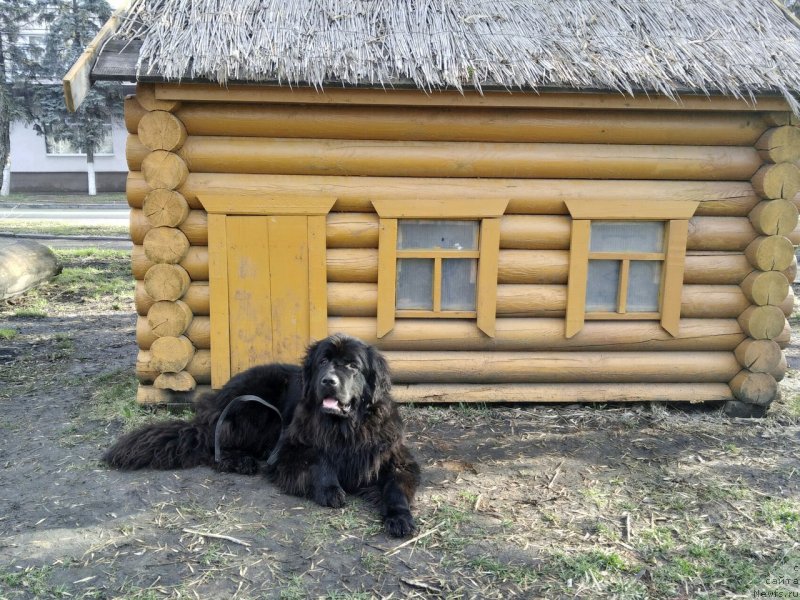 Фото: ньюфаундленд Прекрасная Патти (Prekrasnaya Patti)