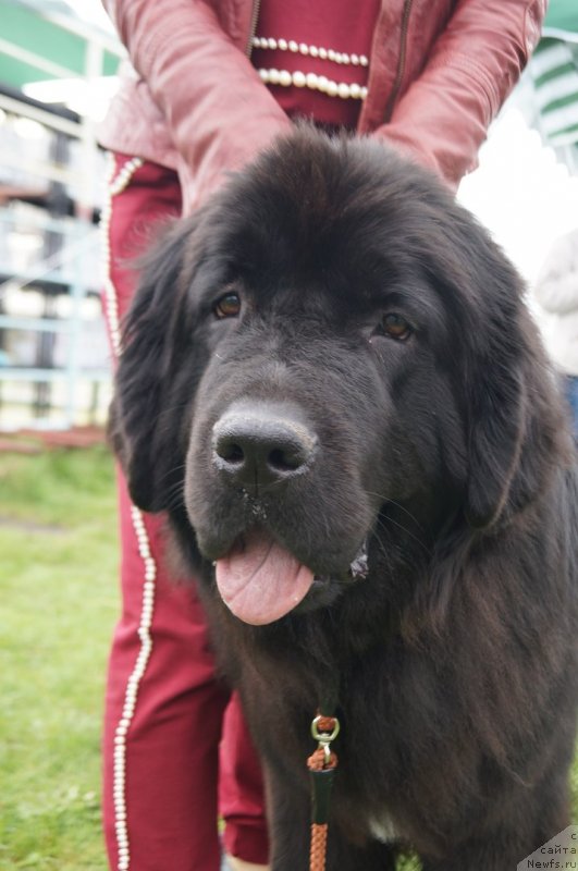 Фото: ньюфаундленд Прекрасная Патти (Prekrasnaya Patti)