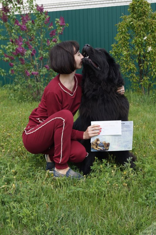 Фото: ньюфаундленд Прекрасная Патти (Prekrasnaya Patti), Мария Ермачкова